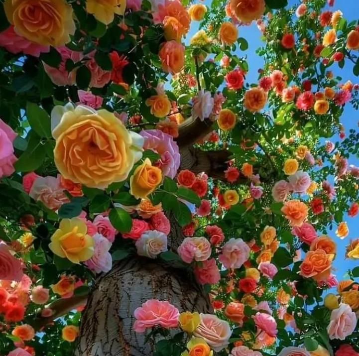 Rainbow Rose Seeds with Free Plant Growth Serum