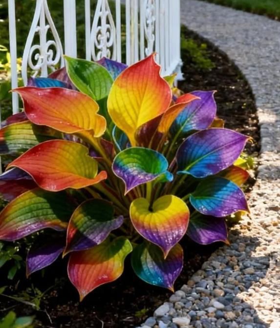 Color Symphony Hostas with Plant Growth Serum (Pack of 40)