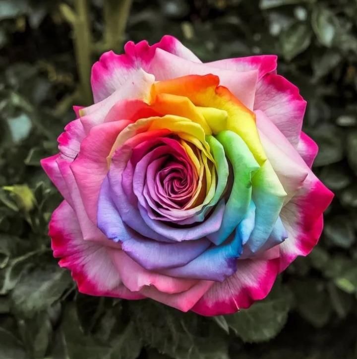 Rainbow Rose Seeds with Free Plant Growth Serum