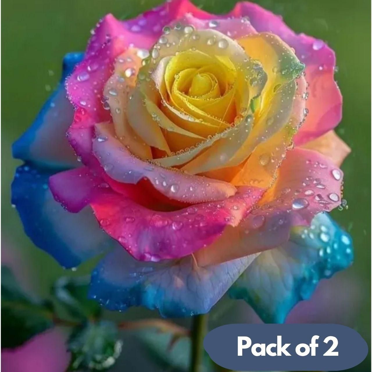 Rainbow Rose Seeds with Free Plant Growth Serum