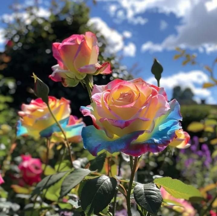 Rainbow Rose Seeds with Free Plant Growth Serum